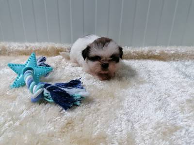 Magnfico Shih-tzu