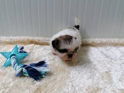 Magnfico Shih-tzu