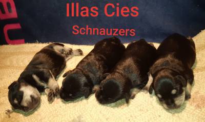 SCHNAUZER MINIATURA PRETO E PRATEADO SCHNAUZER MINIATURA PRETO E PRATEADO