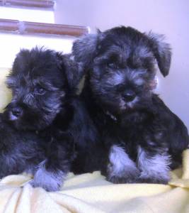 schnauzer  miniatura