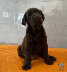 Ninhada Labrador Retriever