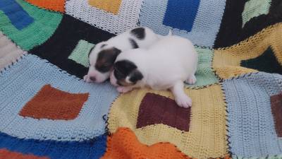 Ninhada Jack Russell Terrier