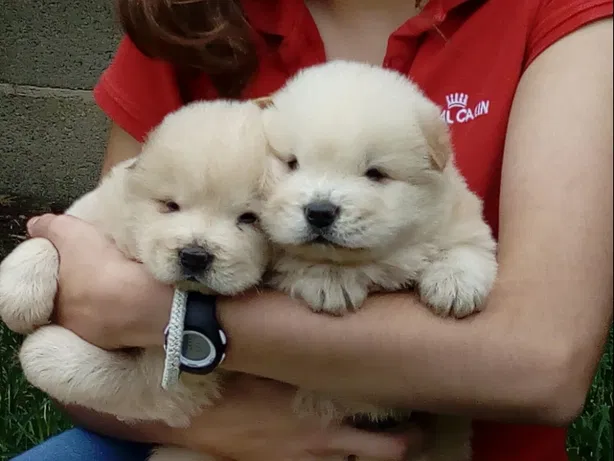 Cachorros Chow-Chow