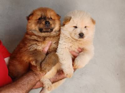 Cachorros Chow-Chow