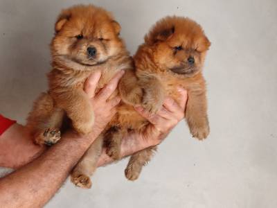 Cachorros Chow-Chow