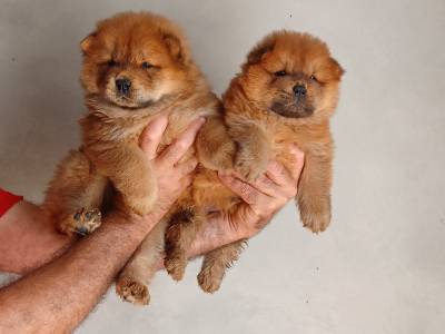 Cachorros Chow-Chow