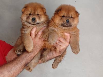 Cachorros Chow-Chow