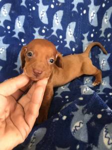 Dachshund miniatura lindos filhotes disponveis com pedigree