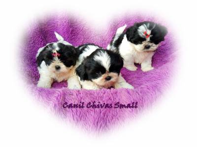 Filhotes de shih tzu excelente linhagem