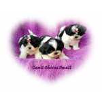 Shih-tzu Filhotes de shih tzu excelente linhagem So Paulo So Paulo