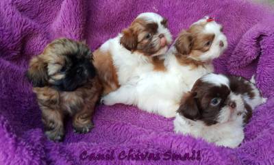 Filhotes de shih tzu excelente linhagem