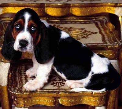 Basset Hound