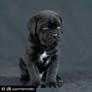 Lindos Cane Corso