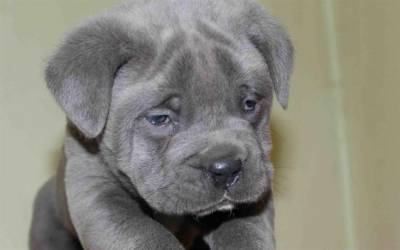 Lindos Cane Corso