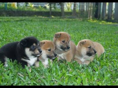 SHIBA FILHOTES              