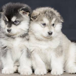 MALAMUTE DO ALASKA FILHOTES              