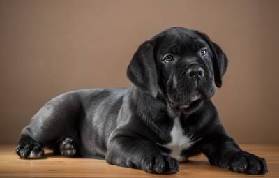 CANE CORSO FILHOTES            