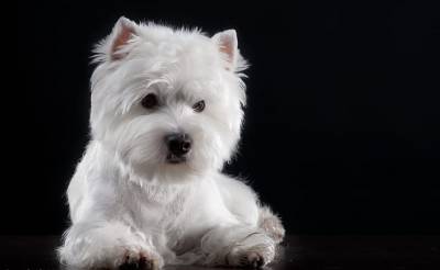 WEST HIGHLAND TERRIER              