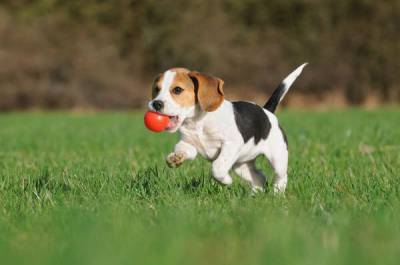 BEAGLE BEAGLE MINI            