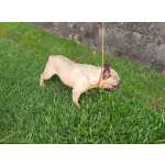 Bulldog Francs Bulldog Francs com LOP e Afixo Braga Vieira Do Minho