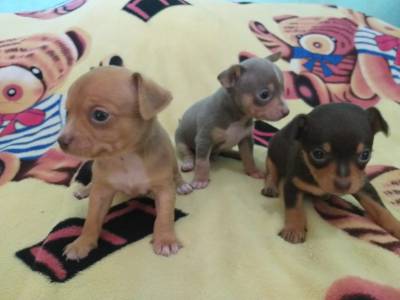 Pinscher miniatura lindos filhotes disponveis