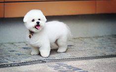 Bichon Fris