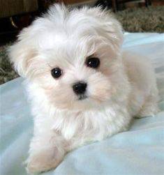 Bichon Fris