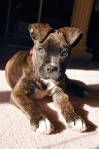 American Bully s femea