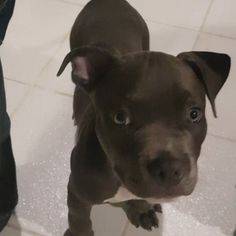 American Bully s femea