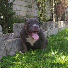 American Bully s femea