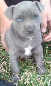 American Bully s femea