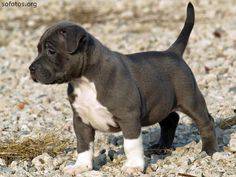 American Bully s femea