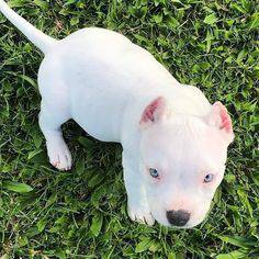 American Bully s femea