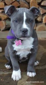 American Bully s femea