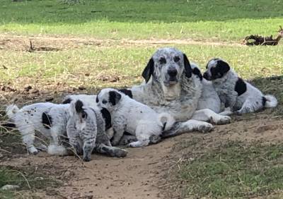 Rafeiros do Alentejo