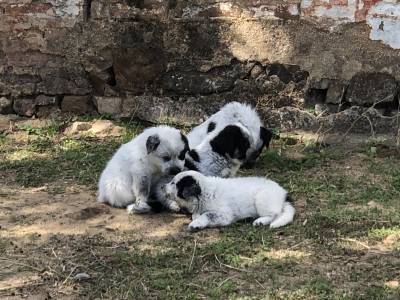 Rafeiros do Alentejo