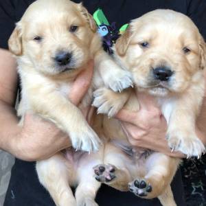 Golden retriever machos e femeas lindos