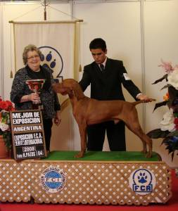 excelentes cachorros vizsla