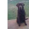 Retriever Do Labrador Bob Dylan Tapuia Seikan