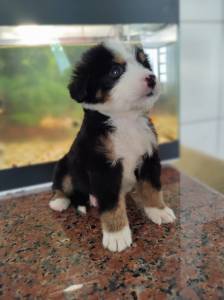 Filhotes boiadeiro bernes bernese mountain dog