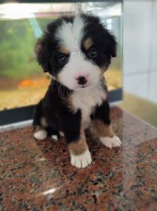 Filhotes boiadeiro bernes bernese mountain dog