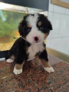 Filhotes boiadeiro bernes bernese mountain dog