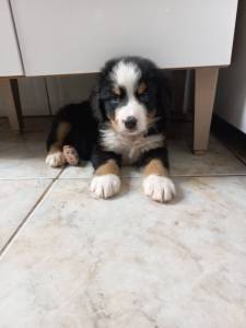 Filhotes boiadeiro bernes bernese mountain dog