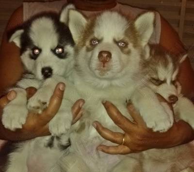 FILHOTES DE HUSKY BRANCO