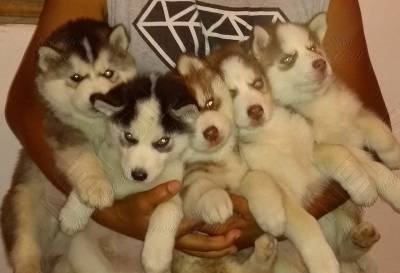 FILHOTES DE HUSKY BRANCO