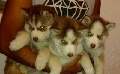 FILHOTES DE HUSKY BRANCO