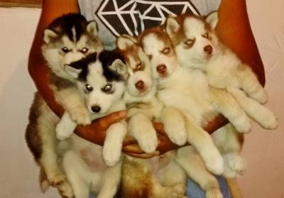 FILHOTES DE HUSKY BRANCO