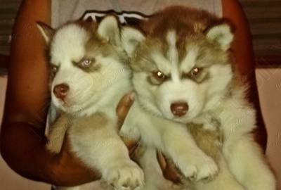 FILHOTES DE HUSKY BRANCO