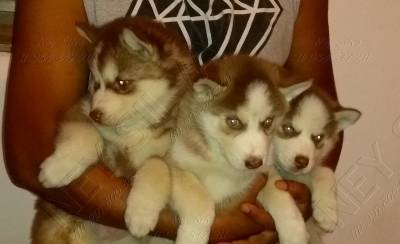 FILHOTES DE HUSKY BRANCO