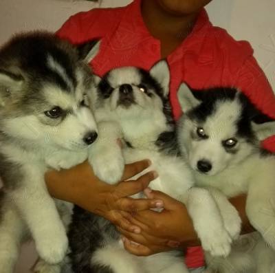 FILHOTES DE HUSKY BRANCO